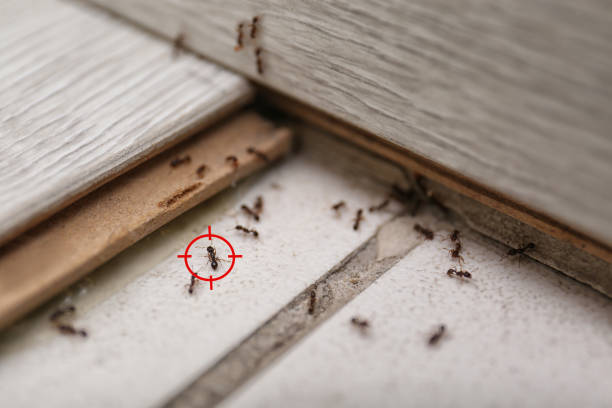 Bird Control in Tower Lakes, IL